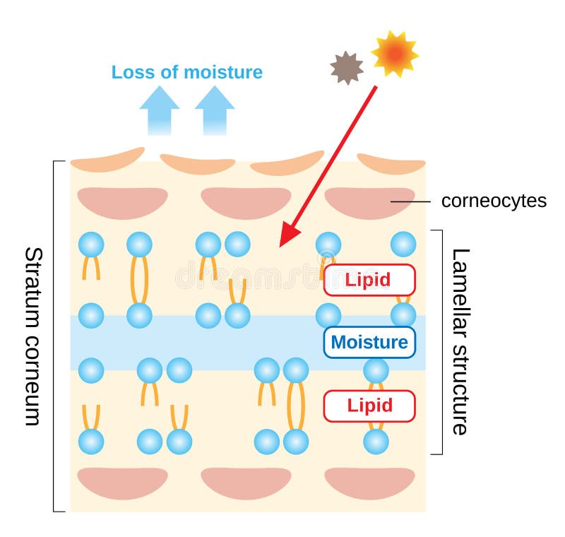 Stratum corneum, the most superficial layer of the epidermis, has a lamellar structure composed of layers of lipids and moisture. when it is disrupted, the skin lose its moisture, and external irritants enter the skin. Stratum corneum, the most superficial layer of the epidermis, has a lamellar structure composed of layers of lipids and moisture. when it is disrupted, the skin lose its moisture, and external irritants enter the skin